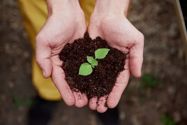 woman holding soil with a plant growing from it